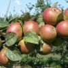 Combination Cider Apple Tree (3 Varieties) -Alpha Garden Shop granniwinkle 1