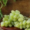 Gratitude Seedless Grape -Alpha Garden Shop gratitude grape