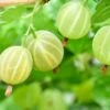 Pixwell Gooseberry -Alpha Garden Shop green gooseberry