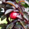 Hollywood Asian Plum 2 Hollywood Asian Plum -Alpha Garden Shop hollywood plum 1 1
