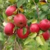 Akane And Honeycrisp Mini Orchard Bundle (3 Trees) 2 Akane And Honeycrisp Mini Orchard Bundle (3 Trees) -Alpha Garden Shop honeycrisp