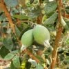 Ramsey Guava -Alpha Garden Shop how to grow pineapple guava feijoa feature 24034da0 14c5 469f a6d0 4e2c550b3709