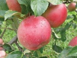 Wolf River Apple 7 Wolf River Apple -Alpha Garden Shop httpraintreenursery.netpa720s wolfriver1 cc2662c6 b61b 4ab0 b8a8 42e171eb72fb
