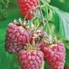 Tulameen Raspberry -Alpha Garden Shop httpraintreenursery.netpbest tulameen1