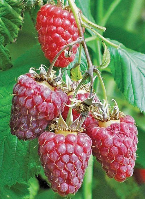 Tulameen Raspberry 3 Tulameen Raspberry