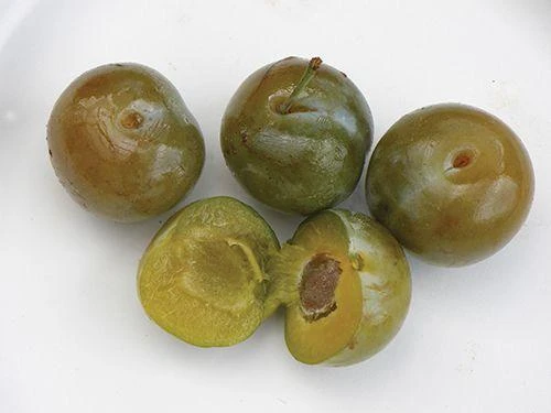 Reine Claude Doree European Plum 3 Reine Claude Doree European Plum