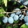 Jersey Beach Plum 2 Jersey Beach Plum -Alpha Garden Shop httpraintreenursery.netpc305