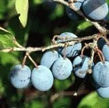 Jersey Beach Plum 3 Jersey Beach Plum