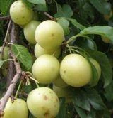 Yellow Roadside Plum