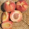 Tri Lite Peach/Plum -Alpha Garden Shop httpraintreenursery.netpc351