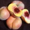 Sweet Bagel Peach 1 Sweet Bagel Peach -Alpha Garden Shop httpraintreenursery.netpc545 peach