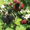 Loch Ness Thornless Blackberry 1 Loch Ness Thornless Blackberry -Alpha Garden Shop httpraintreenursery.netpe550 021
