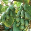 Jumbo Hardy Kiwi 2 Jumbo Hardy Kiwi -Alpha Garden Shop httpraintreenursery.netph430 031