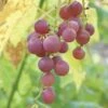 Hungarian Seedless Grape 1 Hungarian Seedless Grape -Alpha Garden Shop httpraintreenursery.netphungarian grape2