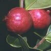 Chilean Guava -Alpha Garden Shop httpraintreenursery.netpj370 01 gigapixel standard scale 6 00x f7aebaa5 0173 44b7 bd25 672bc05c5819