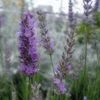 Fred Boutin Lavender -Alpha Garden Shop httpraintreenursery.netpl515 01 gigapixel standard scale 6 00x 21e727e7 2313 40ca 8f1e 36e5936f6c61