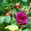 Scabrosa Rose -Alpha Garden Shop httpraintreenursery.netpl680 01