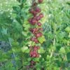 Leepared Gooseberry 1 Leepared Gooseberry -Alpha Garden Shop httpraintreenursery.netpleepared gooseberry
