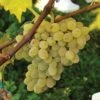 Neptune Seedless Grape -Alpha Garden Shop httpraintreenursery.netpneptunegrape1