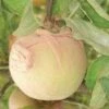 Apple Maggot Control Bags 1 Apple Maggot Control Bags -Alpha Garden Shop httpraintreenursery.netpt165 01