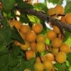 Hunza Apricot 1 Hunza Apricot -Alpha Garden Shop hunza apricot