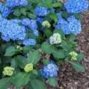 Double Down® Hydrangea -Alpha Garden Shop hydd