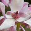 Daybreak Magnolia -Alpha Garden Shop iStock 542290630 1920x1280 1