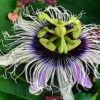 Possum Purple Passiflora -Alpha Garden Shop image 508cc5f3 ad6c 4cb8 b425 9978e87a8026 1