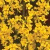 Alpha Gold Tide™ Forsythia -Alpha Garden Shop image 9c37b531 d340 4111 a1b8 f454f1ac113a 1