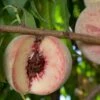 Indian Free Peach -Alpha Garden Shop indian free peach