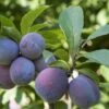 Italian Prune European Plum 1 Italian Prune European Plum -Alpha Garden Shop italianprune