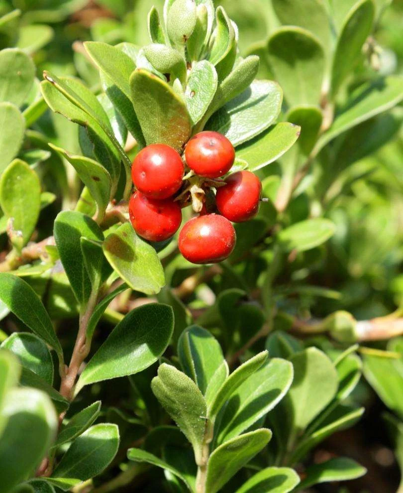 Kinnikinnick 3 Kinnikinnick