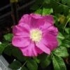 Jubilee Rosa Rugosa -Alpha Garden Shop l635 jubilee 1 1