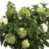 Limelight® Hydrangea 2 Limelight® Hydrangea -Alpha Garden Shop limelight