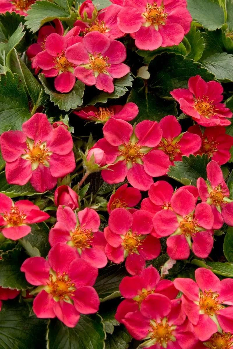 Lipstick Strawberry 3 Lipstick Strawberry