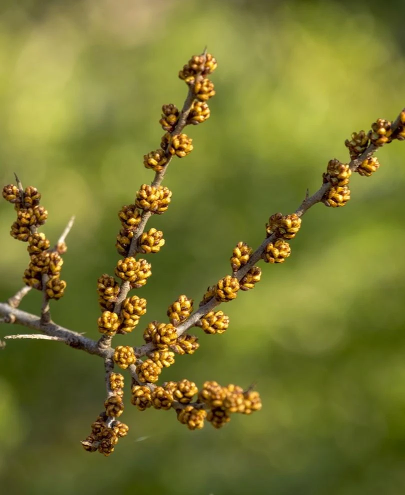 Male Seaberry 3 Male Seaberry