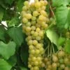 Marquis Seedless Grape -Alpha Garden Shop marquis grape 1 1