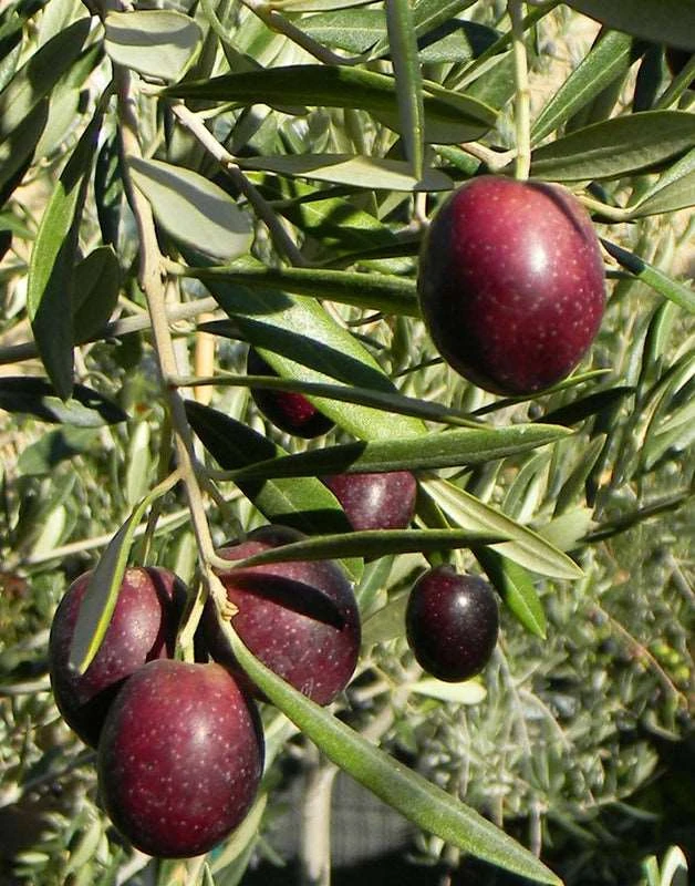 Maurino Olive 3 Maurino Olive