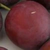 Monsieur Hatif European Plum -Alpha Garden Shop monsiieur hatif