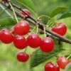 Montmorency Cherry -Alpha Garden Shop montmorency cherry