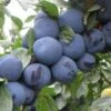 Mount Royal European Plum -Alpha Garden Shop mt royal plum 1