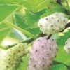 Pakistan White Fruiting Mulberry -Alpha Garden Shop mulberries d435 white fruiting 1