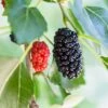 Dwarf Mulberry 2 Dwarf Mulberry -Alpha Garden Shop mulberry product