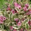 Alpha My Monet® Weigela 1 Alpha My Monet® Weigela -Alpha Garden Shop mymonet