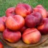Sauzee King White Nectarine -Alpha Garden Shop nectarine sauzee king