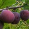 Opal European Plum -Alpha Garden Shop opal plum