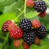 Osage Thornless Blackberry -Alpha Garden Shop osage