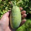 Shenandoah™ Paw Paw -Alpha Garden Shop paw paw 2
