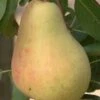 Butirra Precoce Morettini European Pear 2 Butirra Precoce Morettini European Pear -Alpha Garden Shop pears b160 butirra precoce morettini 1