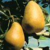Highland European Pear -Alpha Garden Shop pears b120 highland